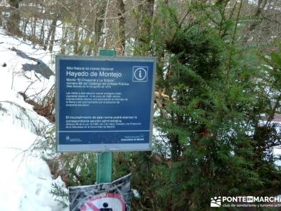 Hayedo Montejo; Reserva Biosfera Sierra Rincón; rutas cerca de madrid; club de montaña madrid